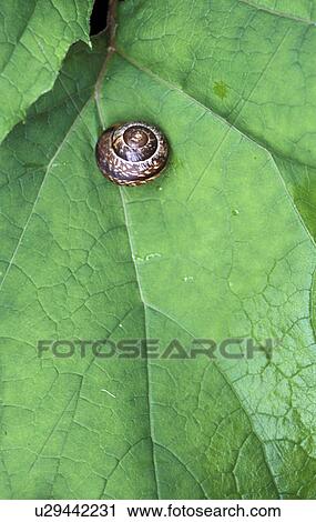 leaf, bath, green, gastein, calf, robert, austria View Large Photo Image Stock Image - leaf, bath, green, gastein, calf, robert, austria. Fotosearch