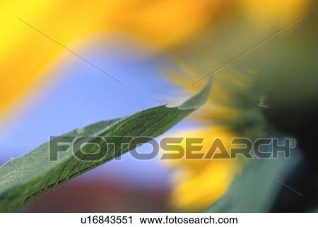 Stock Image - leaf, burgenland, helianthus, flora, calf, plant, austria. Fotosearch