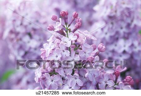 Stock Photography - lilac, aromatic, flora, calf, austria, plant, aroma. Fotosearch