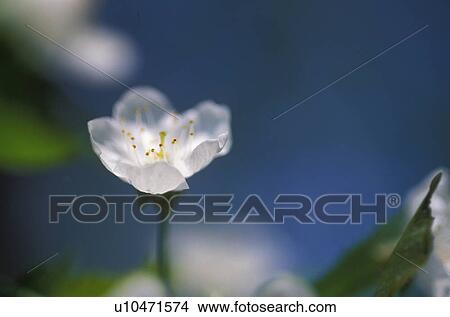 Picture - Lower Austria, austria, fruit-tree, calf, bloom, robert, apricot tree. Fotosearch