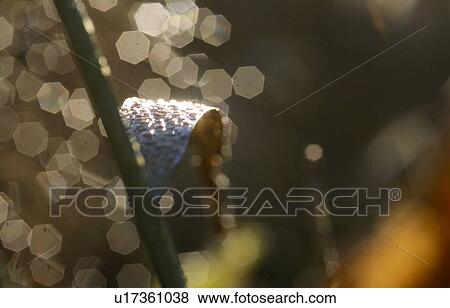 Stock Photo - maiskolbenblatt, austria, glitter, corn field, calf, rain drops, agriculture. Fotosearch