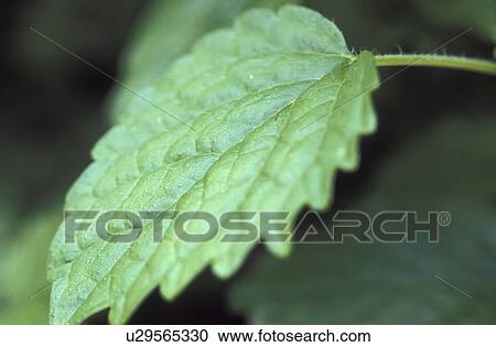 mentha, calf, labiate, herb, green, peppermint, austria View Large Photo Image Stock Image - mentha, calf, labiate, herb, green, peppermint, austria. Fotosearch