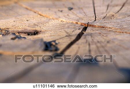 old, austria, fissures, dry, calf, robert, annual rings View Large Photo Image Stock Photograph - old, austria, fissures, dry, calf, robert, annual rings. Fotosearch