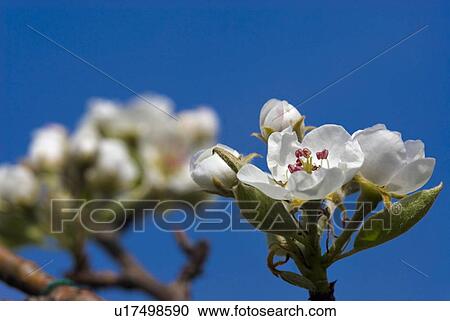 Stock Image - pear tree, pear, bloom, spring, garden, deciduous tree, fruit. Fotosearch
