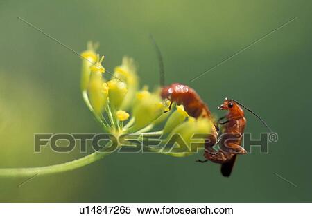 Stock Photography - plant, Rhagonycha fulva, soldier beetle, meadow, Beetle. Fotosearch