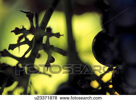 Stock Photo - reif, austria, autumn, calf, fruit, grape vine, grapes. Fotosearch