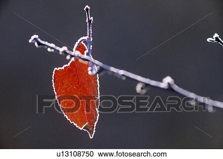 Stock Image - reifen, austria, bizzar, branch, calf, cold, crystals. Fotosearch