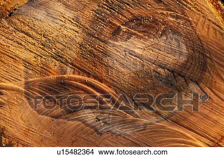 Picture - saegespuren, annual, annual rings, apple tree, austria, burgenland, calf. Fotosearch