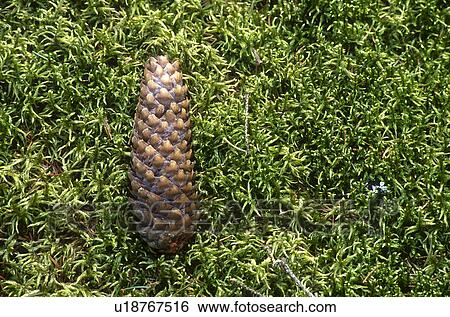 schuppen, austria, burgenland, calf, duff, fir cone, forest View Large Photo Image Stock Photograph - schuppen, austria, burgenland, calf, duff, fir cone, forest. Fotosearch