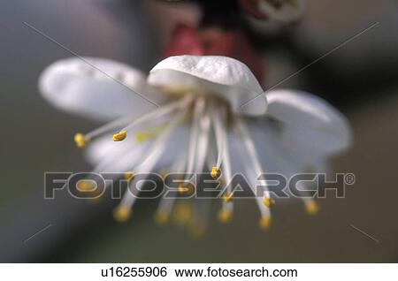 Stock Photograph - stempel, apricot, apricot tree, austria, bloom, burgenland, calf. Fotosearch