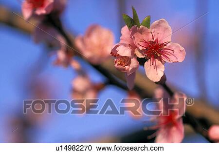 Stock Image - stempel, austria, bloom, blue, branch, buds, calf. Fotosearch
