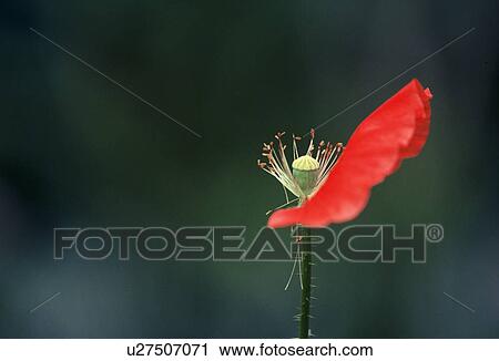 stempel, austria, calf, evanescent, faded, papaver, plant View Large Photo Image Stock Image - stempel, austria, calf, evanescent, faded, papaver, plant. Fotosearch