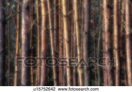 Stock Image - tree, bark, robert, edge of the woods, calf, austria. Fotosearch