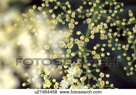 Stock Photo - trugdolden, austria, black elder, bloom, calf, dainty, elder shrubs. Fotosearch
