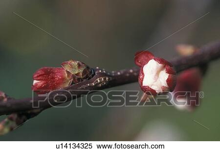 Stock Photography - wachaum, apricot tree, austria, blossom, branch, bud, burgenland. Fotosearch