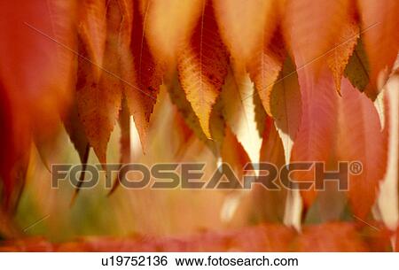 Stock Photograph - wasserpark, austria, autumn, calf, colored, colorful. Fotosearch