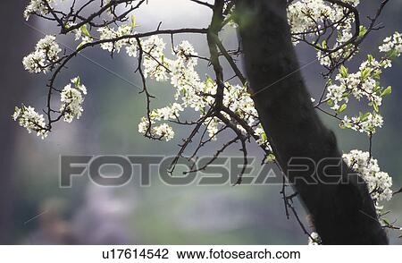 wasserpark, austria, blooms, calf, dainty, pure, robert View Large Photo Image Stock Image - wasserpark, austria, blooms, calf, dainty, pure, robert. Fotosearch