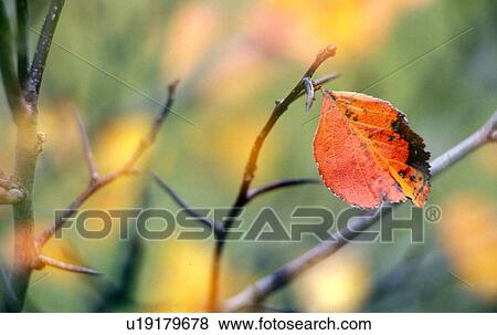 Stock Photo - weinviertel, austria, autumn, calf, colored. Fotosearch