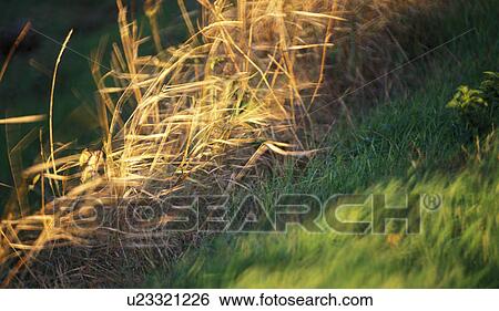 Stock Photograph - weinviertel, austria, autumn, calf, enzersfeld, grass, Lower Austria. Fotosearch
