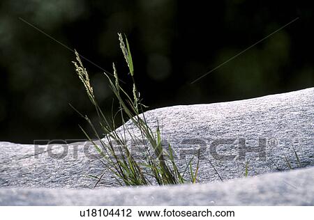 blades of grass, calf, grass, grow, growth, landscape, nature View Large Photo Image Stock Image - blades of grass, calf, grass, grow, growth, landscape, nature. Fotosearch