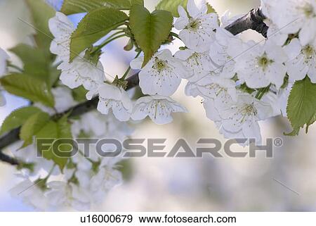 bloom, cherry tree, spring, Spring, blossom, kirschbluete, fresh View Large Photo Image Stock Photo - bloom, cherry tree, spring, Spring, blossom, kirschbluete, fresh. Fotosearch