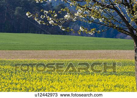 Stock Image - bloom, spring, yellow, buds, useful plant, canola field, meadow. Fotosearch