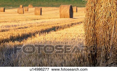 Stock Photo - burgauberg, agriculture, austria, burgenland, calf, landscape, robert. Fotosearch