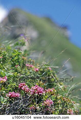 Picture - calf, alp, austria, Alps, alpine plant, colored, almwiese. Fotosearch