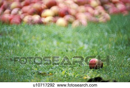 Stock Image - calf, apples, burgenland, bottom, austria, fruit, apple. Fotosearch