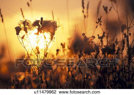 calf, atmosphere, blades of grass, back light, austria, glowing, against-the-light shot View Large Photo Image Stock Image - calf, atmosphere, blades of grass, back light, austria, glowing, against-the-light shot. Fotosearch
