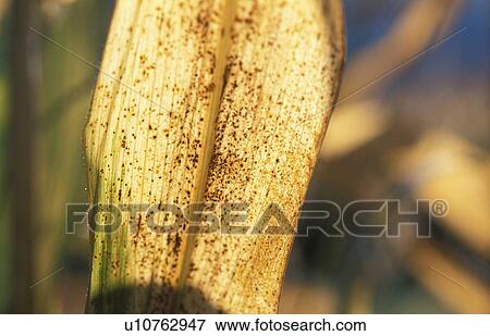 Stock Photo - calf, austria, burgenland, back light, autumn, corn field, agriculture. Fotosearch