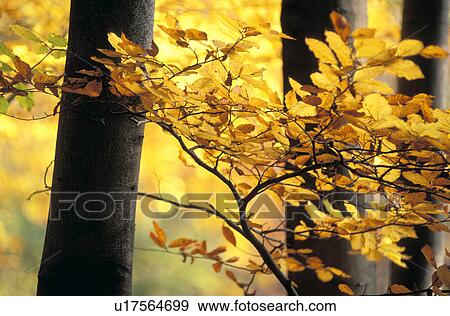 calf, autumn, branch, beeches, beech, colored, austria View Large Photo Image Stock Photo - calf, autumn, branch, beeches, beech, colored, austria. Fotosearch