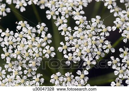 Stock Photo - castle, flora, plant, plants, closed, belvedere, Vienna. Fotosearch
