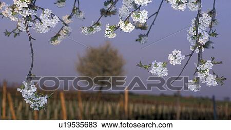 Stock Image - cherry, austria, calf, blossom, bloom, cherry tree, agriculture. Fotosearch