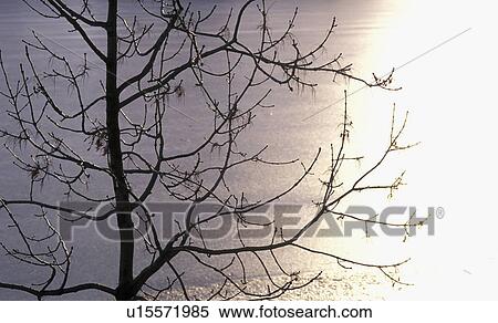 climatic heating, back light, climatic change, calf, branch, austria View Large Photo Image Stock Photography - climatic heating, back light, climatic change, calf, branch, austria. Fotosearch