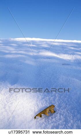 Stock Image - cold, blanket of snow, calf, burgenland, blue, glitter, austria. Fotosearch