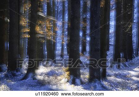 colored, autumn, cold, calf, blue, forest, austria View Large Photo Image Stock Image - colored, autumn, cold, calf, blue, forest, austria. Fotosearch