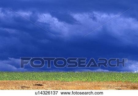 Stock Photo - colour contrast, austria, clouds, calf, burgenland, corn, agriculture. Fotosearch