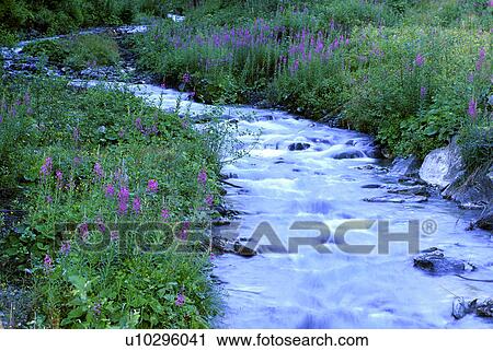Stock Image - cool, bach, calm, calf, banks, austria. Fotosearch