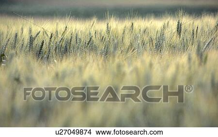 cornfield, agriculture, calf, basic food, austria, cover, agrarian View Large Photo Image Picture - cornfield, agriculture, calf, basic food, austria, cover, agrarian. Fotosearch