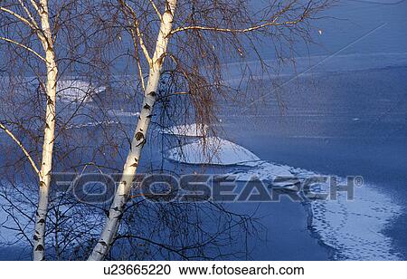 Stock Image - Danube, banks, cold, calf, birchs, evening light, austria. Fotosearch