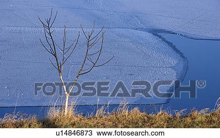 Stock Image - Danube, banks, contrast, cold, calf, evening light, austria. Fotosearch
