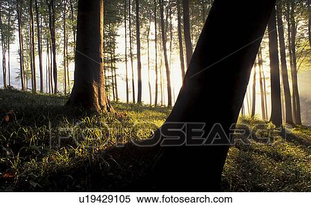 Stock Photography - duff, autumn, calf, beam of light, autumn-like, morning light, austria. Fotosearch