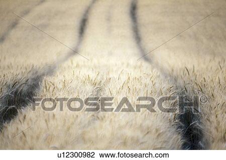 Stock Image - ears, austria, cover, cornfield, calf, field, agriculture. Fotosearch