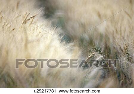 Stock Image - ears, austria, culm, cornfield, calf, food, agriculture. Fotosearch