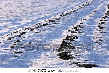 Stock Image - erde, acre, austria, calf, cold, enzersfeld, field. Fotosearch