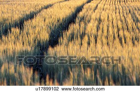 evening light, austria, cornfield, calf, burgenland, food, agriculture View Large Photo Image Stock Image - evening light, austria, cornfield, calf, burgenland, food, agriculture. Fotosearch