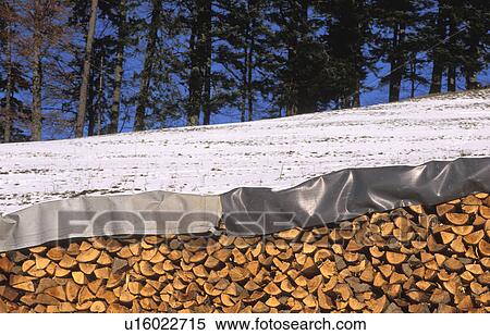 firs, austria, firewood, edge of the woods, calf, lumberyard, ammenegg View Large Photo Image Stock Photography - firs, austria, firewood, edge of the woods, calf, lumberyard, ammenegg. Fotosearch