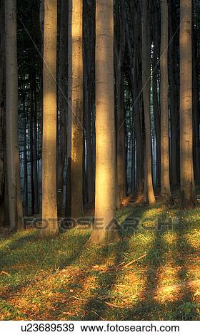 forest, autumn, duff, calf, autumn light, light, austria View Large Photo Image Stock Photo - forest, autumn, duff, calf, autumn light, light, austria. Fotosearch