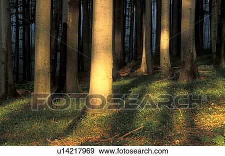 Stock Photo - forest, autumn, duff, calf, botany, laubwahld, austria. Fotosearch